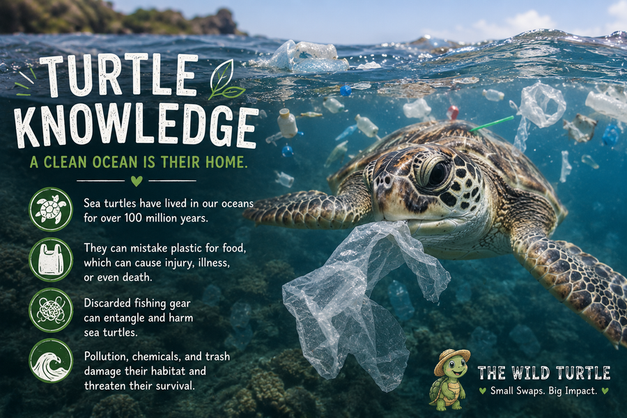 Turtle Knowledge: What Happens When Our Oceans Become Dirty